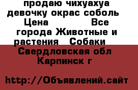 продаю чихуахуа девочку,окрас соболь › Цена ­ 25 000 - Все города Животные и растения » Собаки   . Свердловская обл.,Карпинск г.